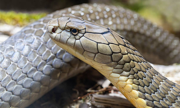 istock Close-up view of a King cobra (Ophiophagus hannah) 2217120793