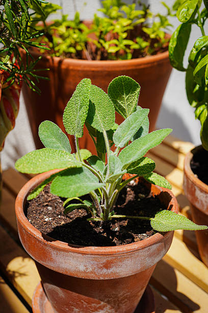 istock Planted sage, an aromatic herb used with meat dishes and sauces etc 2217122741