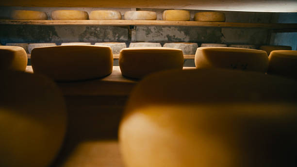 Large Rounds of Traditional Cheese are Closely Packed Together on a Wooden Shelf,Maturing in a Dimly Lit Aging Room. This Image Captures an Essential Stage in the Artisanal Cheese Production Process