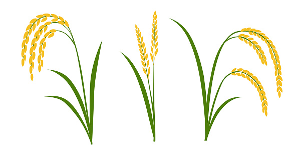 Small Rice Plant Cartoon Rice Plant On A White Background Vector Eps 10 Stock Illustration ...