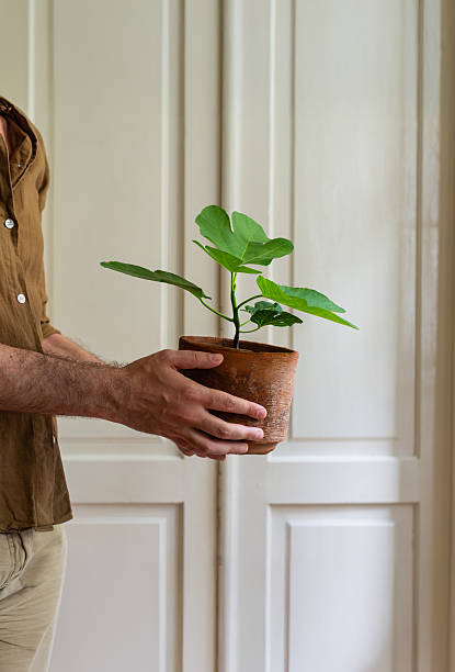 istock Man holding a young potted plant indoors. 2217123612