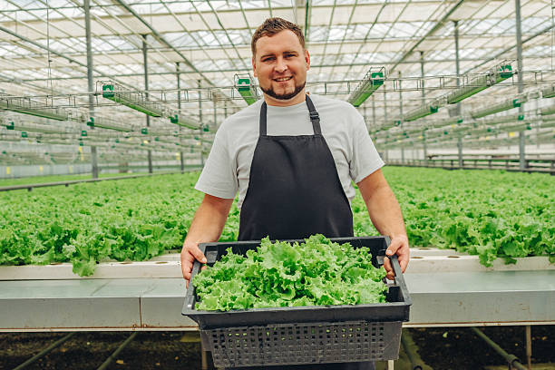 istock A Dedicated Worker Skillfully Harvesting Fresh Greens in a Greenhouse Environment, Contributing to Sustainable Agriculture and Promoting Healthy, Fresh Vegetables for the Communitys Wellbeing 2217125679