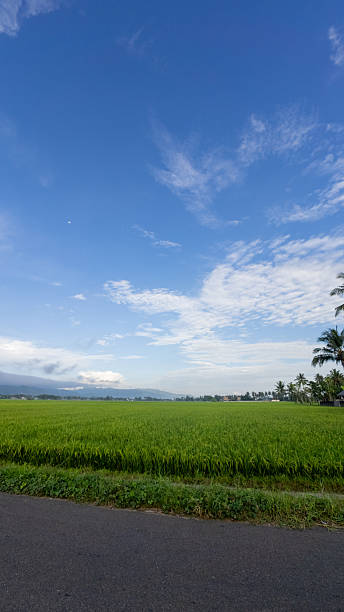 istock Scenic Rice Field Landscape with Blue Sky 2217125802