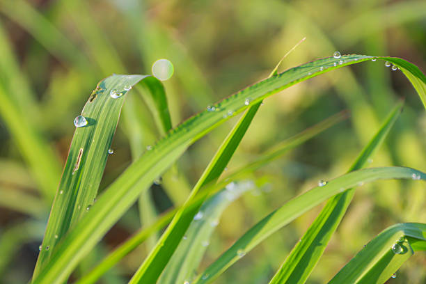 Beautiful rain drops on leaf in green background with nature concept.