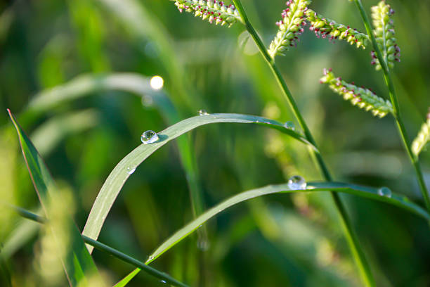 Beautiful rain drops on leaf in green background with nature concept.
