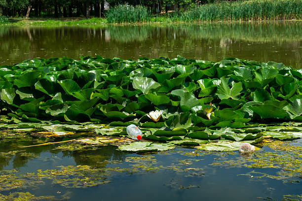 A quiet pond with lush water lilies, Nymphaea alba and reeds is disrupted by floating plastic bottles. Human pollution and environmental threats to aquatic ecosystems and biodiversity balance.