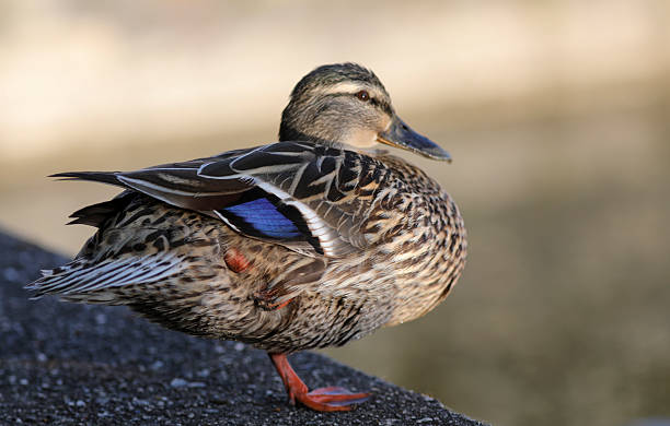 istock Female mallard on a stone 2217127382