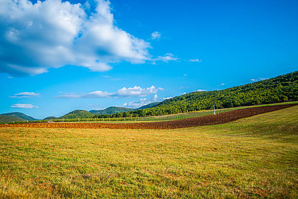 vineyard in winter time with small grapes under blue sky