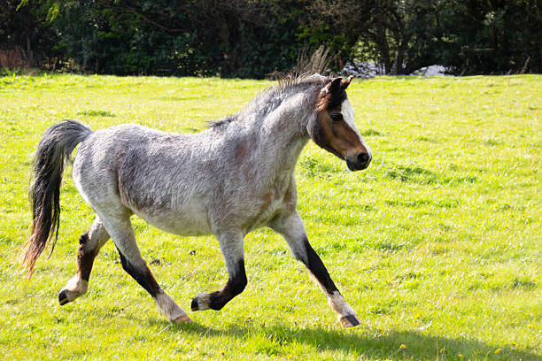 A single majestic horse roams freely across the misty landscapes of the Azores Islands, capturing a moment of wild beauty.