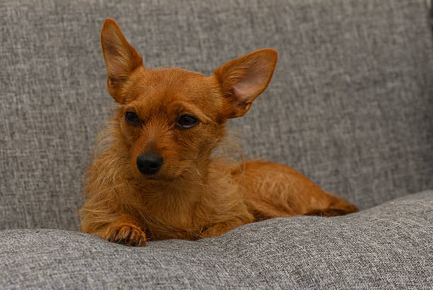 istock Ginger Miniature Pinscher Face Close-Up in Natural Light 2217129356