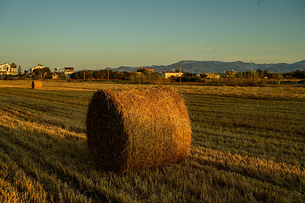 Harvest Sunset Over Straw Bales in Cyprus