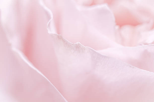 istock Soft pink rose petals create a delicate, romantic, and elegant background. 2217130901