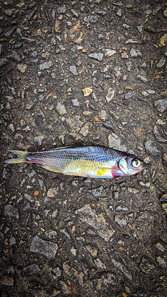 istock Single Fish Lying on a Textured Asphalt Surface, showcasing its scales, Ideal for concepts like nature, urban, impact, and aquatic themes 2217132601