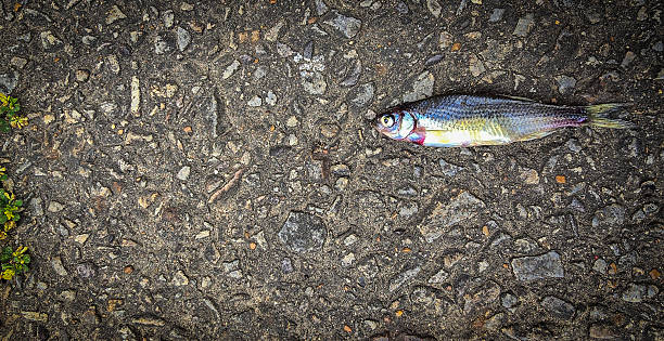 Single Fish Lying on a Textured Asphalt Surface, showcasing its scales, Ideal for concepts like nature, urban, impact, and aquatic themes