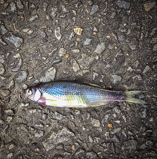 Single Fish Lying on a Textured Asphalt Surface, showcasing its scales, Ideal for concepts like nature, urban, impact, and aquatic themes