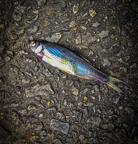 istock Single Fish Lying on a Textured Asphalt Surface, showcasing its scales, Ideal for concepts like nature, urban, impact, and aquatic themes 2217133056