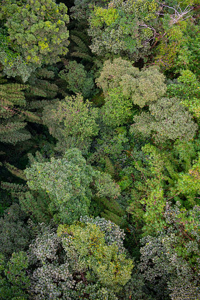 istock Top Shot of Vibrant Green Forest – Oxygen-Rich Wilderness 2217134232