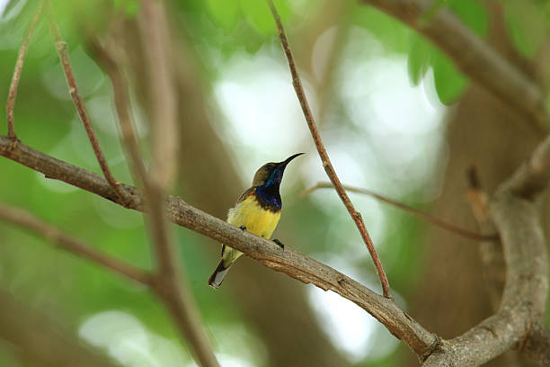 istock bird is looking for prey in a tree., Acridotheres grandis 2217134949