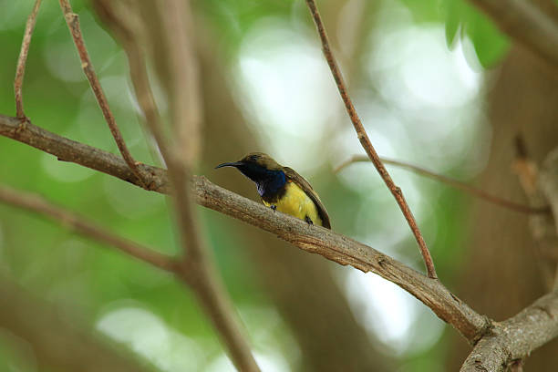 istock bird is looking for prey in a tree., Acridotheres grandis 2217134953