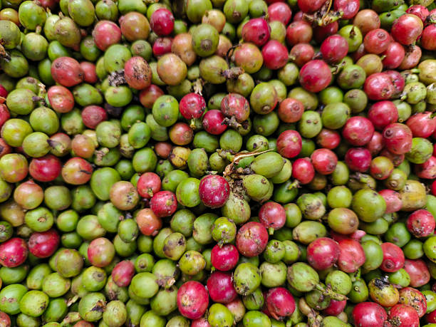 istock Raw Coffee Berries: Close-up of Unprocessed Coffee Cherries in a Pile 2217137258