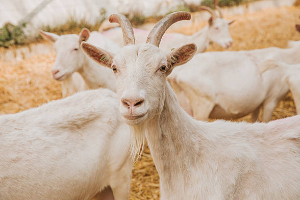 istock Goats Standing Together in Straw Barn 2217137804