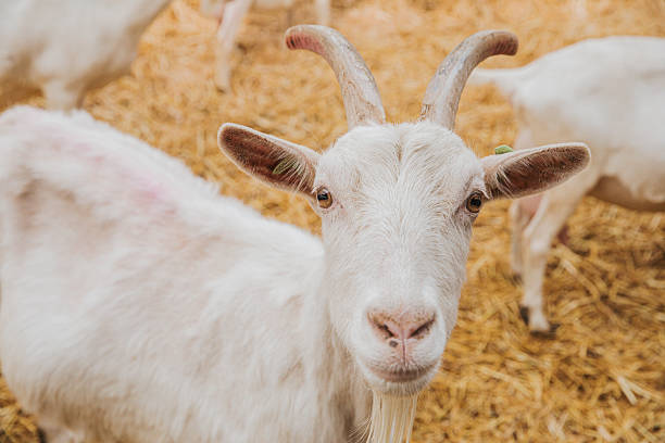 istock Goat Looking Directly at Camera in Straw Barn 2217137877