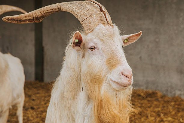 istock Majestic male Goat with Long Curved Horns and Beard 2217137931