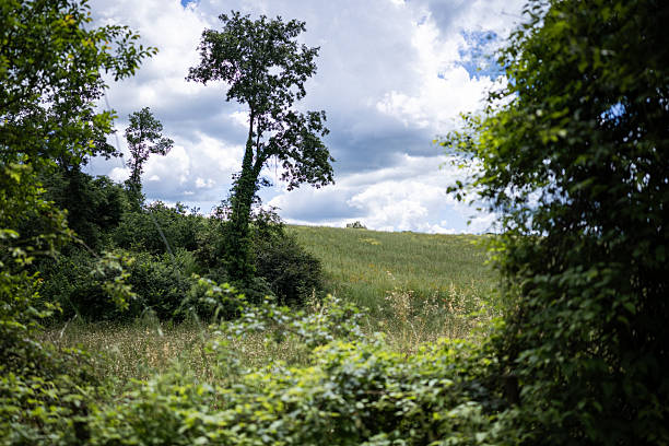 Spring blooming vegetation along the Via Francigena between Viterbo and Rome. This serene detail reflects the calm, immersive atmosphere of the pilgrimage trail as it winds through Italy’s diverse natural landscapes.
