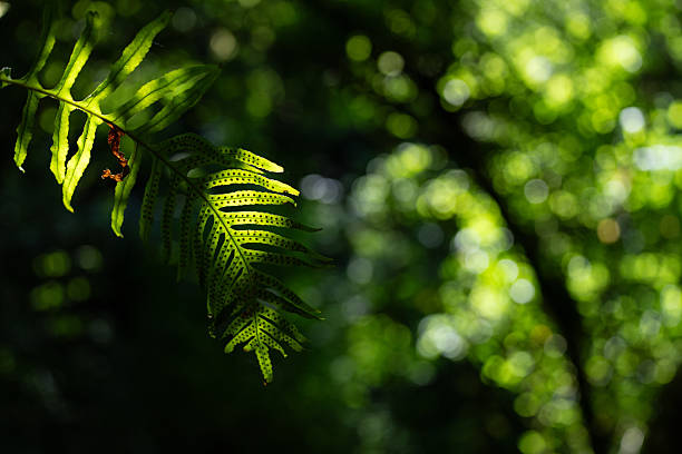 A vibrant green fern takes center stage, its delicate, frond-like leaves arranged in a fan pattern with a soft, feathery texture. Set against a muted background of brownish foliage and dry twigs/branches, the contrast emphasizes the fern’s freshness. Soft off-camera lighting casts gentle highlights on the leaves, enhancing their natural sheen. The slightly off-center composition draws the eye to the fern while the surrounding elements provide context of a forest or woodland setting. Captures tranquility and the beauty of a common plant species in its natural habitat. No people, animals, or artificial objects are visible. Suitable for themes of nature photography, fern morphology, and serene woodland imagery.
