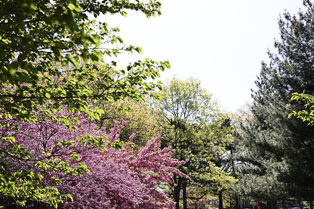 Juniper Valley Park, Queens, New York. Taken on April 28, 2025. Sunny morning at the park with pink cherry blossoms.