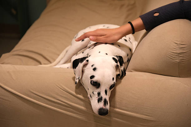 istock Dalmatian dog lying on a sofa with hand gently petting it 2217140518