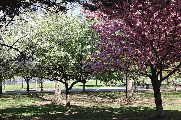 istock Cherry Blossoms at the Park 2217140590