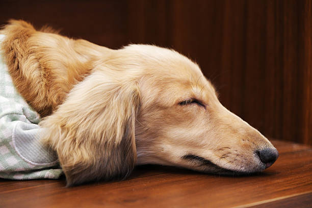 close up sleeping dachshund dog pet lying down head side profile