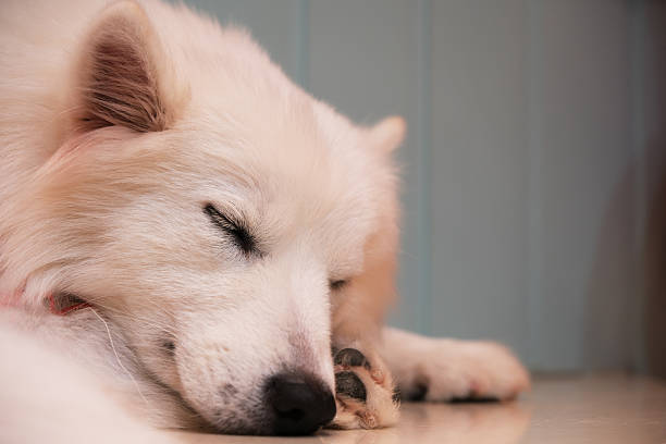 istock close up sleeping Samoyed dog pet 2217140615