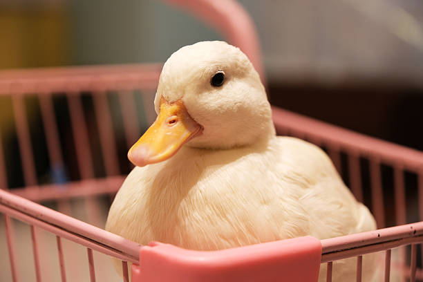 istock Call Duck pet animal close up 2217140737