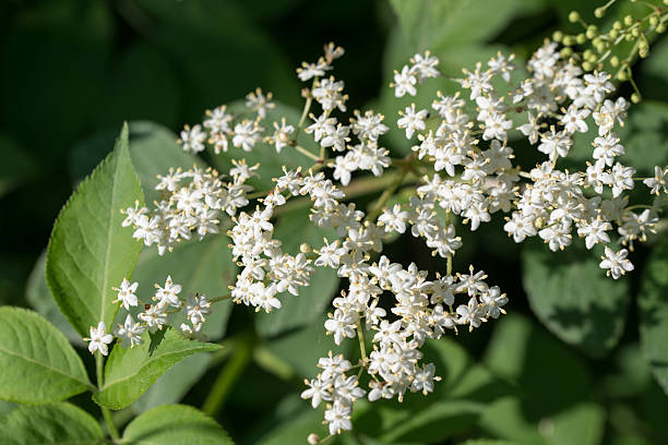 istock Black elderberry,Sambucus nigra flowers closeup selective focus 2217140762