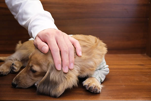 resting dachshund dog pet with hand stroke‌