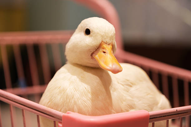 istock Call Duck pet animal close up 2217140827