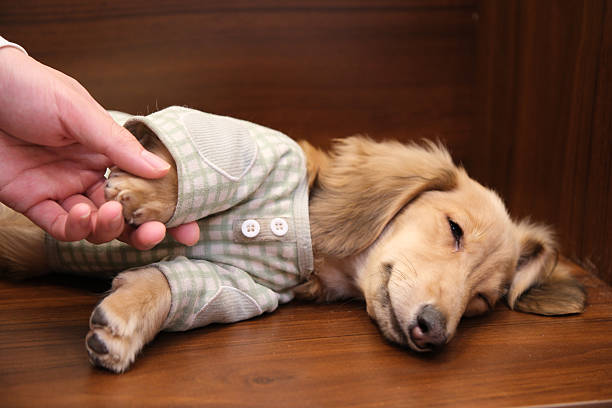 Top view of a relaxed dachshund lying on a cozy dog bed with a large bone-shaped chew toy, conveying comfort and playfulness.