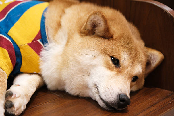 one Shiba Inu dog pet lying down resting