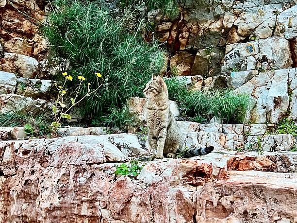 istock A tabby cat sits among green vegetation and rocks in Turkey 2217140970