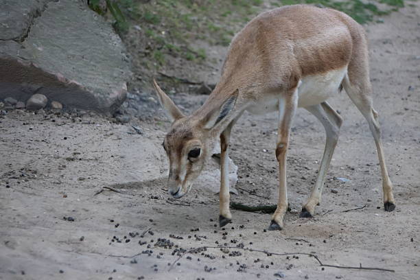 Cute gazelle youngling on a sunny day