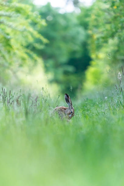 istock A rabbit between long blades of grass 2217142324