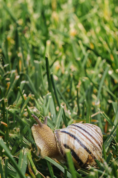 Summer day:  Single white Land Snail in a Field. Animal shell and Head.