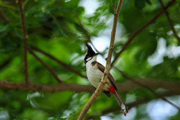 istock bird is looking for prey on a tree branch. 2217143045