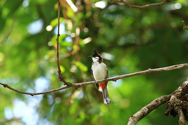 istock bird is looking for prey on a tree branch. 2217143144