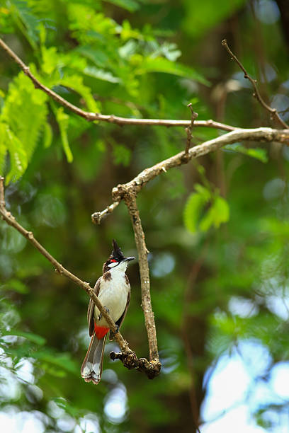 istock bird is looking for prey on a tree branch. 2217143194