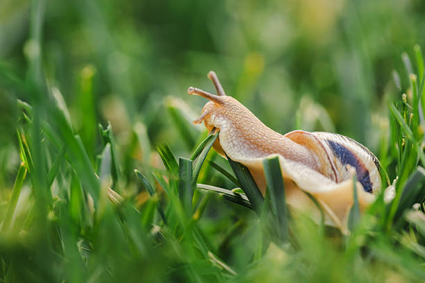 Close-up of snail crawling through fresh grass in summer garden in Großsölk, Styria, Austria