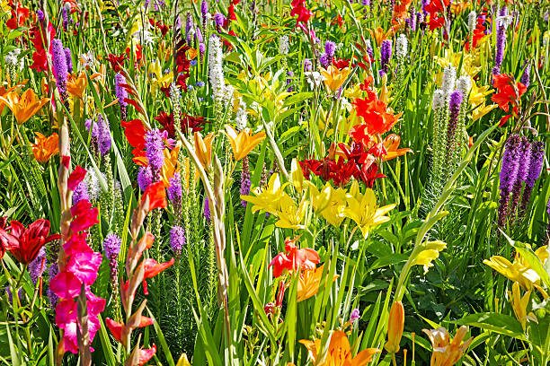 istock Flower meadow with lilies 2217143827