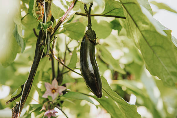 istock Long Purple Eggplant Hanging from Vine 2217143897